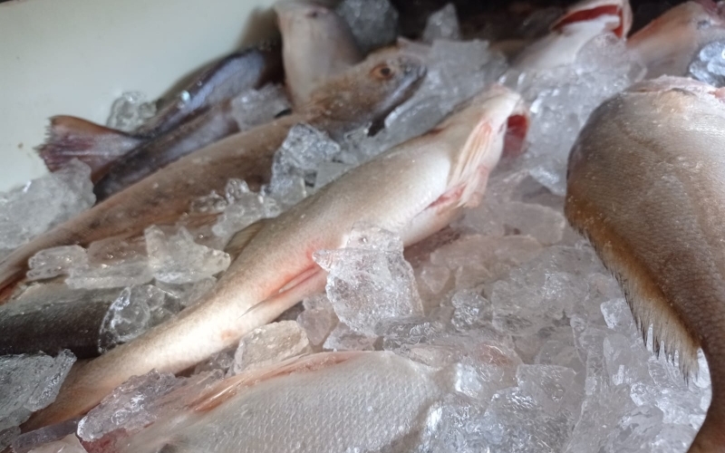 Semana Santa: Prefeitura distribui peixe para famílias em Piquerobi